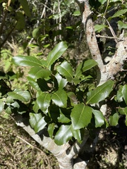 Denhamia bilocularis