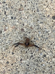 Xysticus texanus