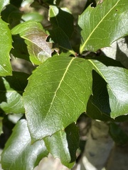 Denhamia bilocularis