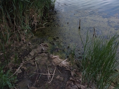 Theodoxus fluviatilis