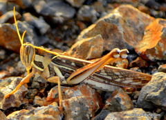 Cyrtacanthacris tatarica