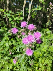 Cirsium arvense