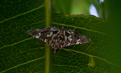 Chabula acamasalis
