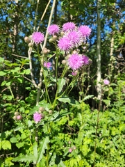 Cirsium arvense