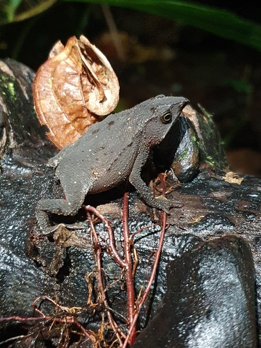 Festa's Toad, Rhinella festae