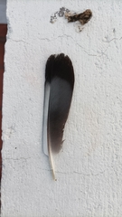 Columba livia domestica