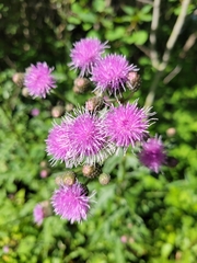 Cirsium arvense