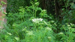 Ligusticum lucidum