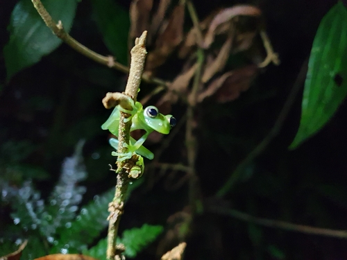 Cochran Frog, Nymphargus cochranae