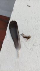 Columba livia domestica