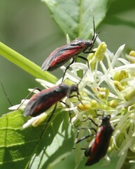 Dionconotus neglectus neglectus