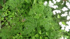 Ligusticum lucidum