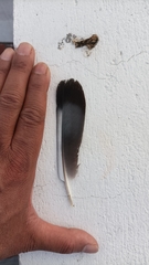 Columba livia domestica