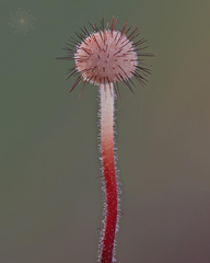 Marasmius hudsonii