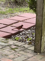 Cardinalis cardinalis