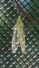 Chrysopa nigricornis