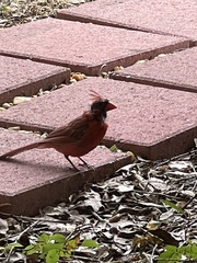 Cardinalis cardinalis