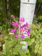 Chamaenerion angustifolium