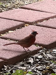 Cardinalis cardinalis