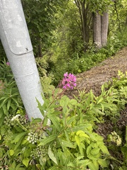Chamaenerion angustifolium