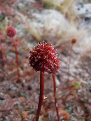 Acaena saccaticupula