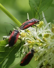 Dionconotus neglectus neglectus