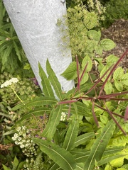 Chamaenerion angustifolium