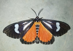 Phaegorista