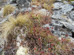 Acaena saccaticupula