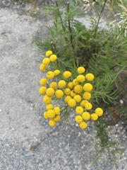 Tanacetum vulgare