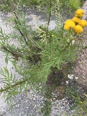 Tanacetum vulgare