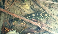 Cottus gobio