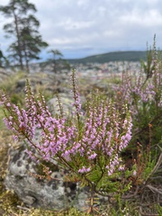 Calluna vulgaris