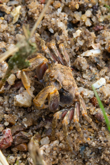 Scopimera intermedia