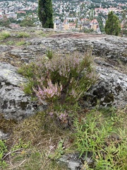 Calluna vulgaris