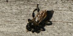 Laphria flava