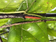 Desmoxytes