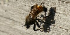 Laphria flava