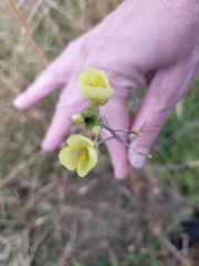 Diplotaxis tenuifolia