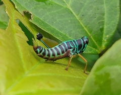 Afromastax zebra