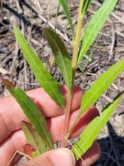 Oenothera oakesiana