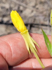 Oenothera oakesiana