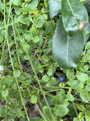 Vaccinium myrtillus