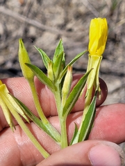 Oenothera oakesiana