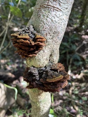 Phylloporia