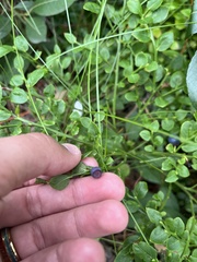 Vaccinium myrtillus