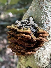 Phylloporia