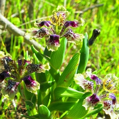 Ferraria densepunctulata