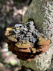 Phylloporia