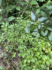 Vaccinium myrtillus